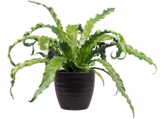 Asplenium Nidus | Birds Nest Fern (M)