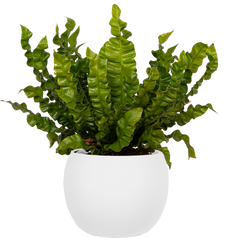 Asplenium Crispy Wave | Birds Nest Fern (M)