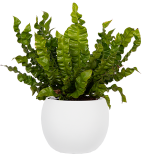 wavy leaf indoor plant Asplenium Crispy Wave | Birds Nest Fern | 6
