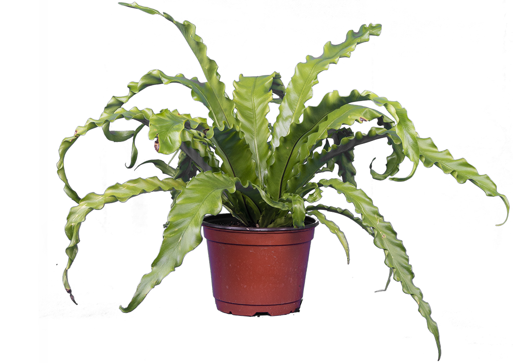 Asplenium Nidus | Birds Nest Fern (M)