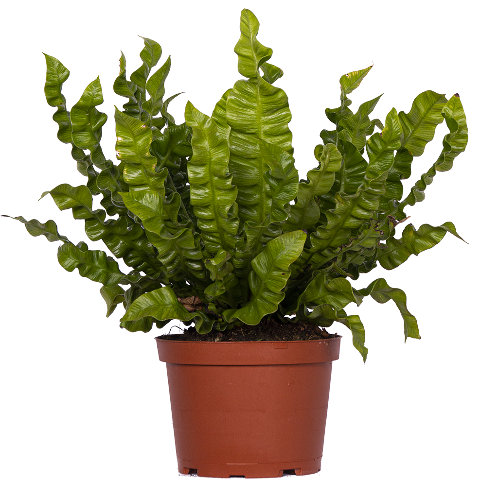 Asplenium Crispy Wave | Birds Nest Fern (M)