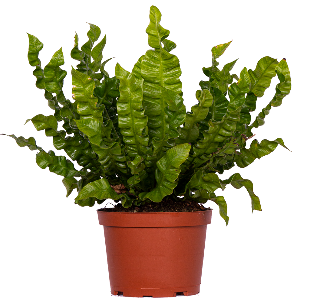 Asplenium Crispy Wave Birds Nest Fern 6" Pot Pet Friendly And