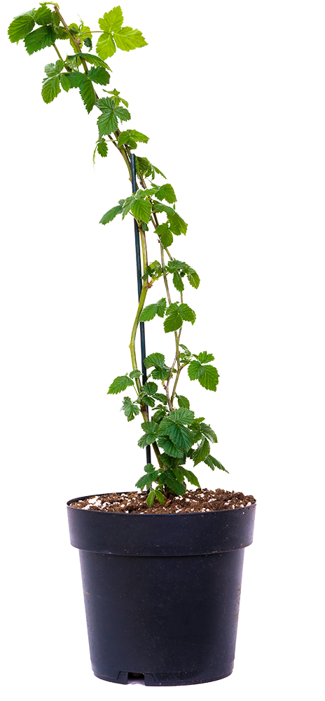 Rubus | Blackberry Black Satin (L)