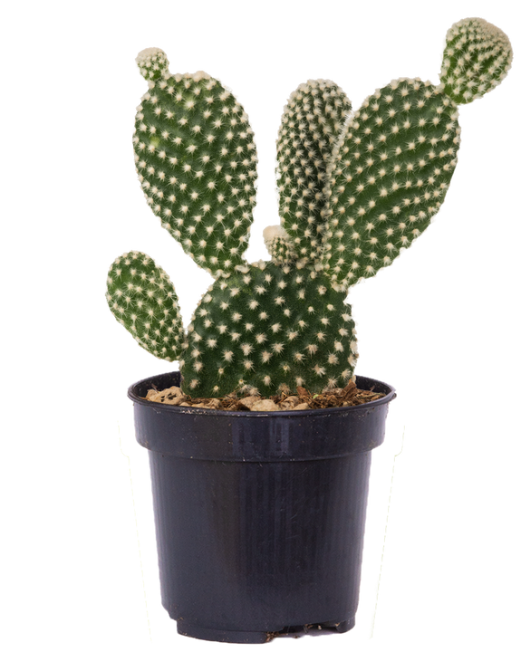 Opuntia Microdasys | Bunny Ears Cactus (S)