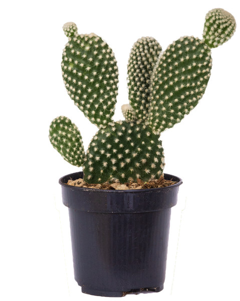 Bunny Ears Cactus - Heeman's