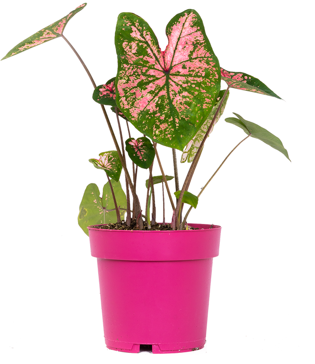 Caladium | Carousel (L)