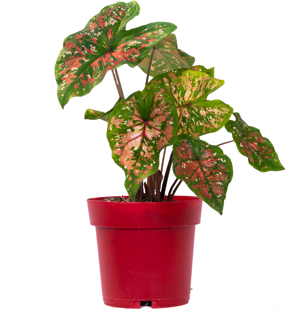 Caladium | Freckles (L)