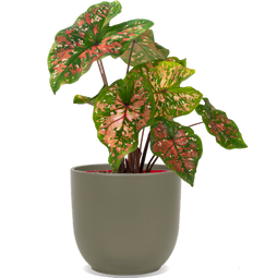 Caladium | Freckles (L)