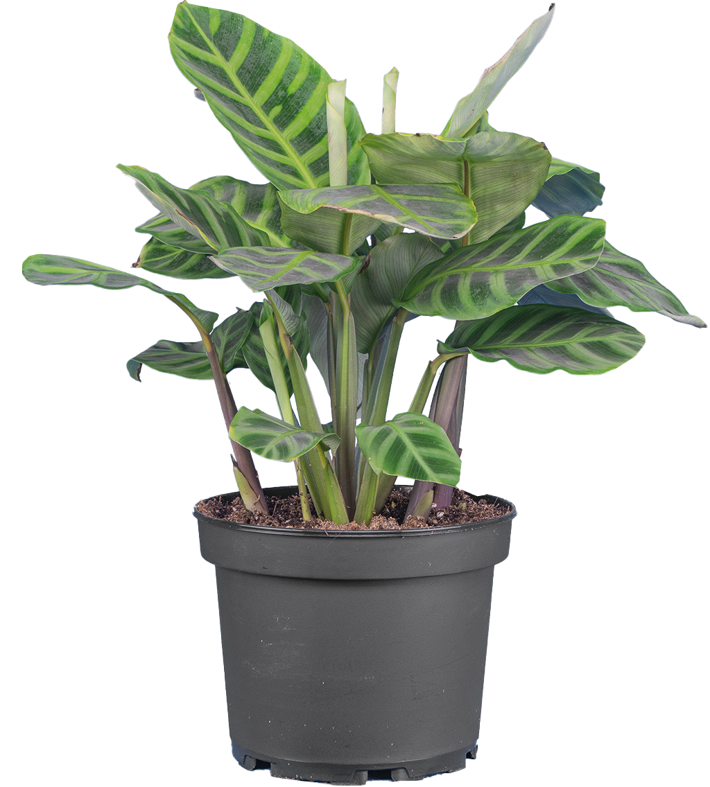 Calathea Warszewiczii | Calathea Zebrina (M)