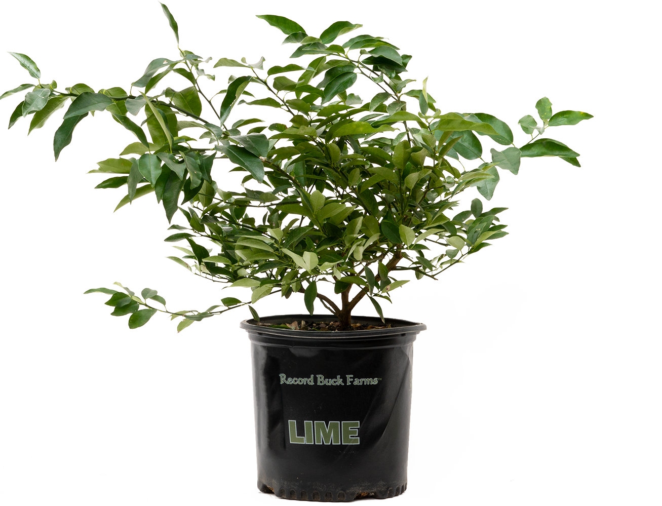 Citrus Key Lime (XL)