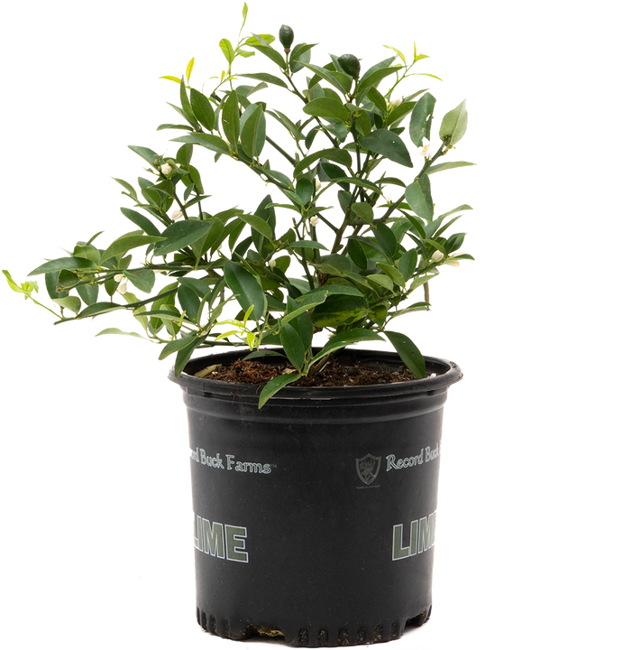 Citrus Limequat | Lime Plant (XL)