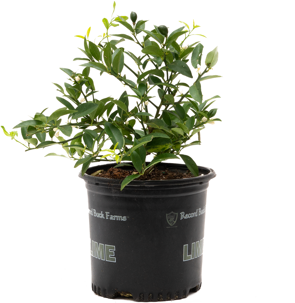 Citrus Limequat | Lime Plant (XL)