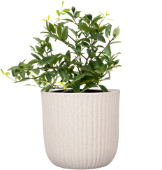 Citrus Tangerine | 8