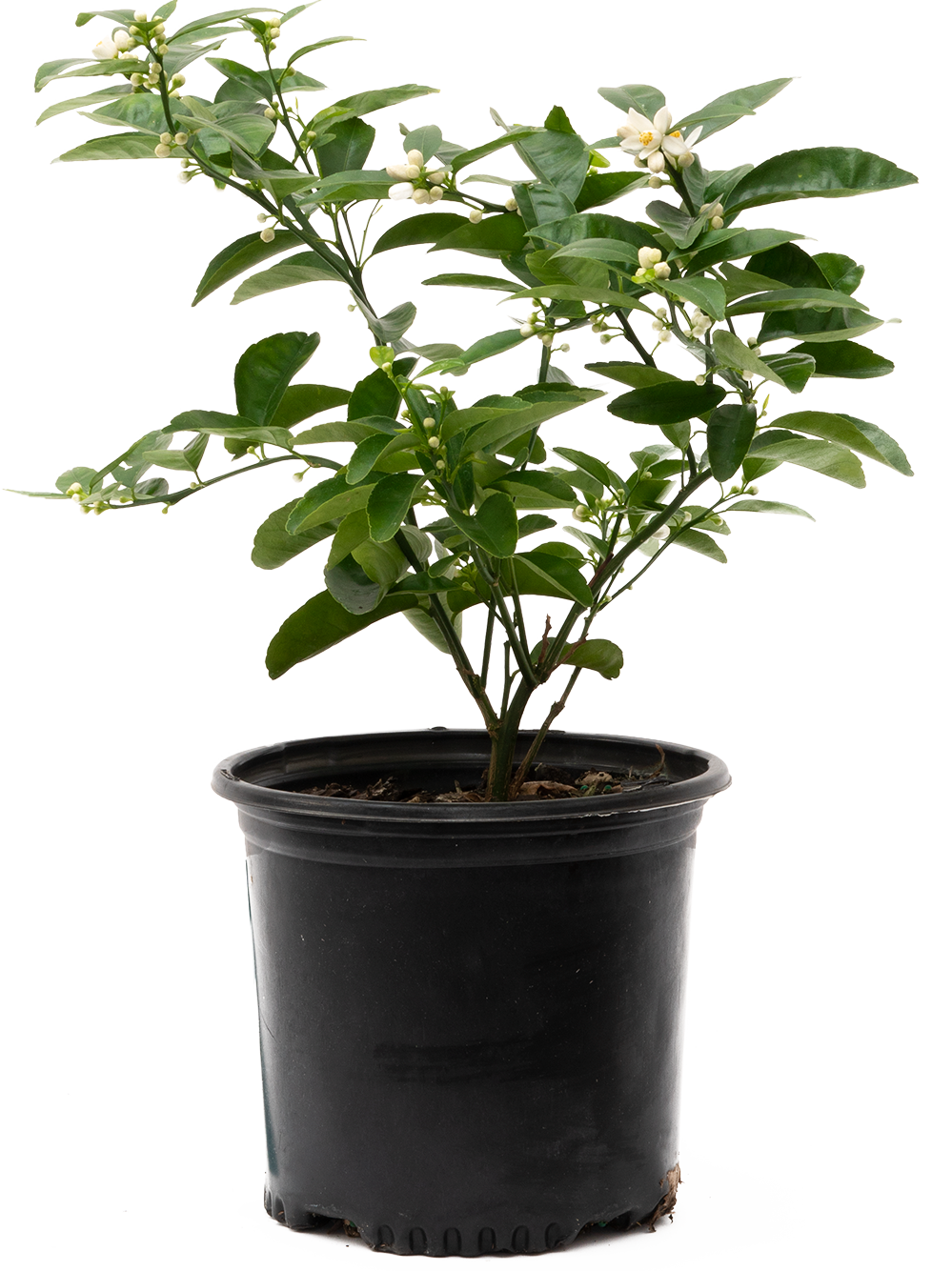 Citrus Tangerine (L)