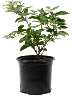 Citrus Tangerine (L)