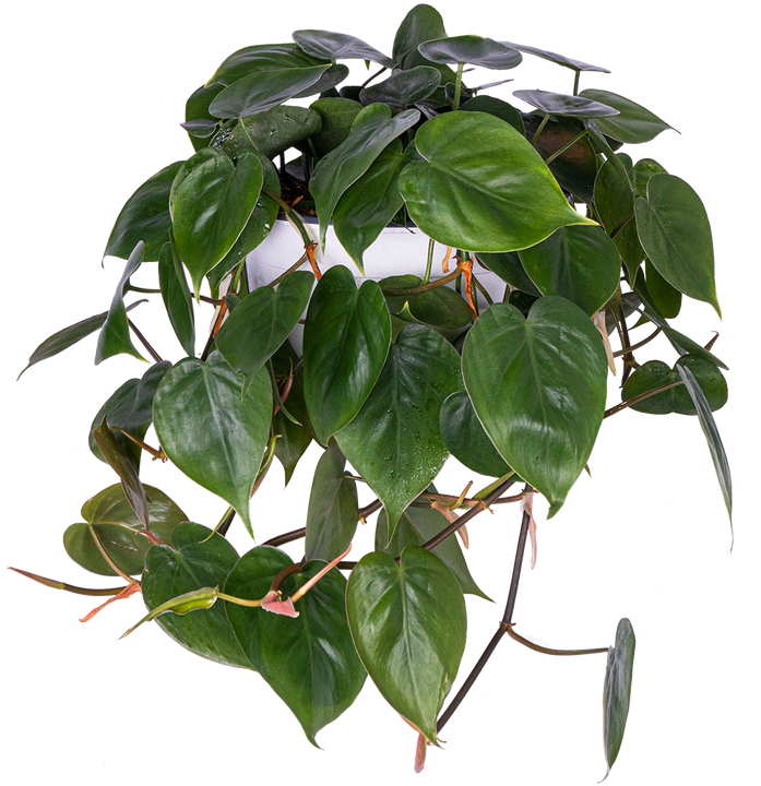 Philodendron Cordatum (L)