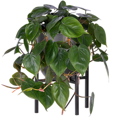 Philodendron Hederaceum | Heartleaf Philodendron (L)