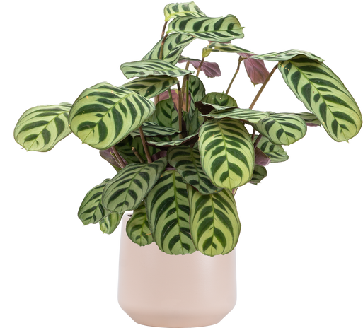 XL Plants – Plantsome