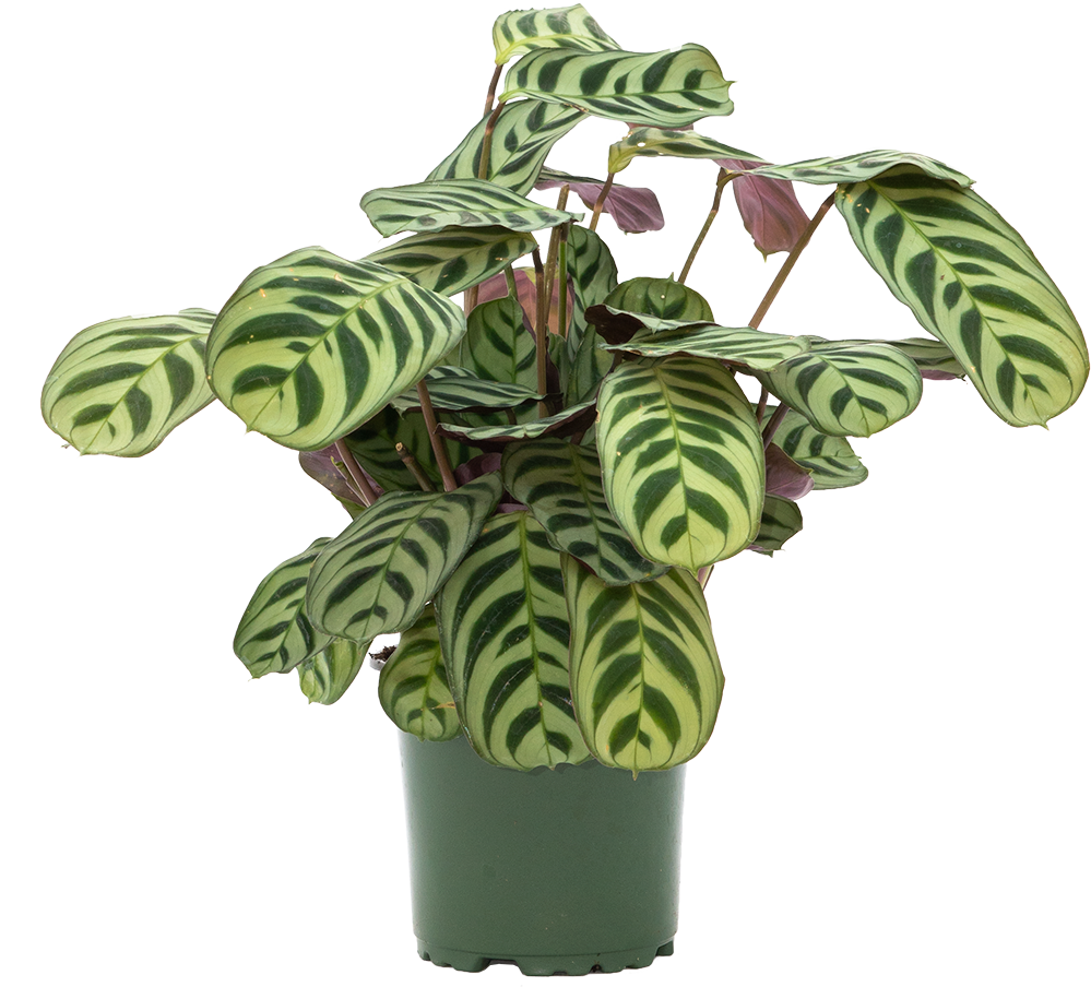 Ctenanthe Burle Marx | Prayer Plant (S)