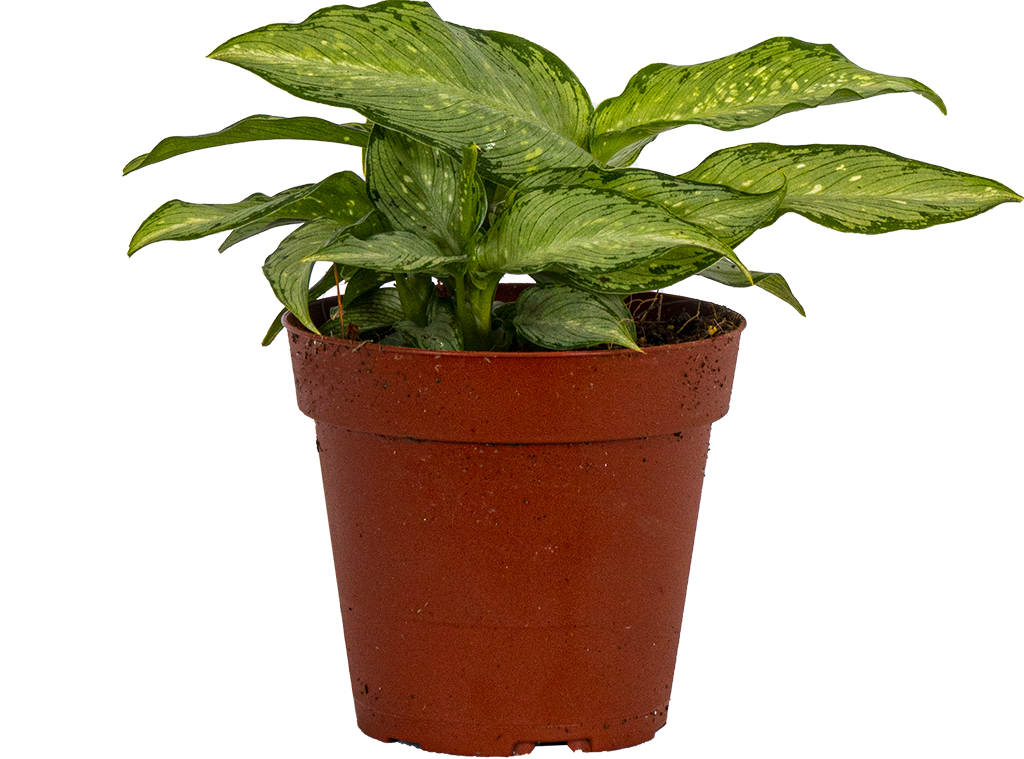 Dieffenbachia Tiki (S)