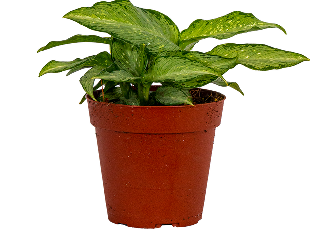dieffenbachia tiki care Dieffenbachia Tiki | 4
