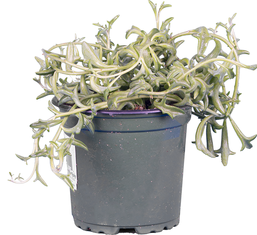 Senecio Peregrinus String of Dolphins 4" Pot Houseplant Plantsome