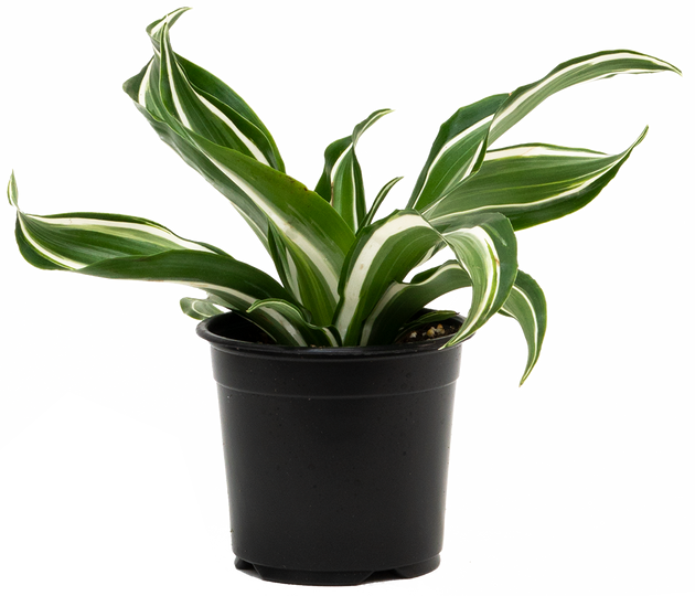 dracaena jade jewel care Dracaena Jade Jewel | 4" Pot | Easy Care Houseplant
