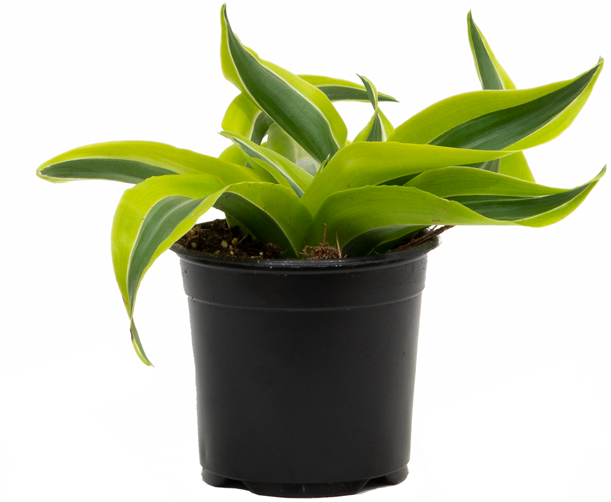 Dracaena Lemon Surprise (S)