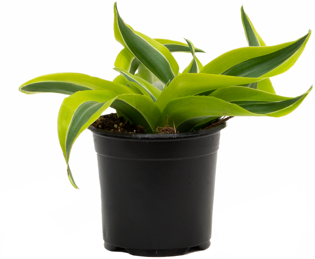 dracaena lemon surprise care Dracaena Lemon Surprise | 4" Pot | Easy Care Houseplant