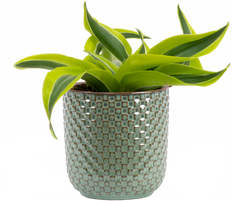Dracaena Lemon Surprise (S)