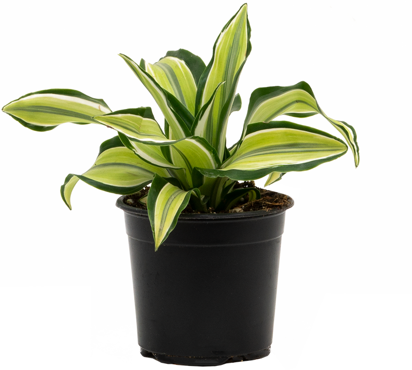 Dracaena Malaika (S)