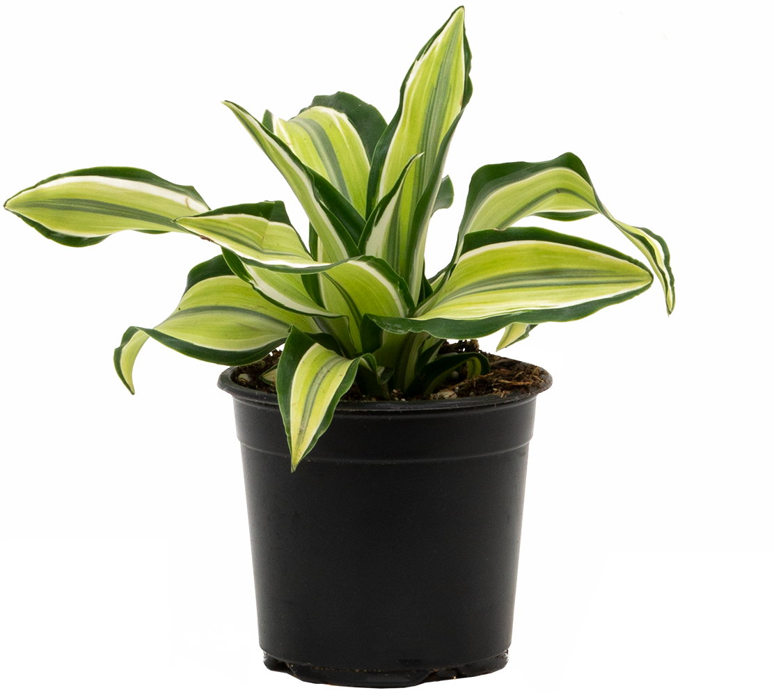 Dracaena Malaika (S)