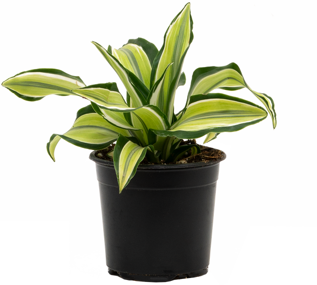 dracaena malaika Dracaena Malaika | 4