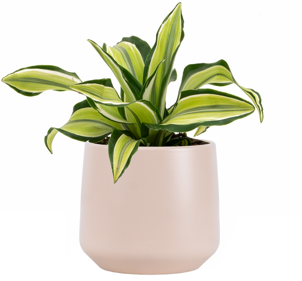 malaika dracaena Dracaena Malaika | 4