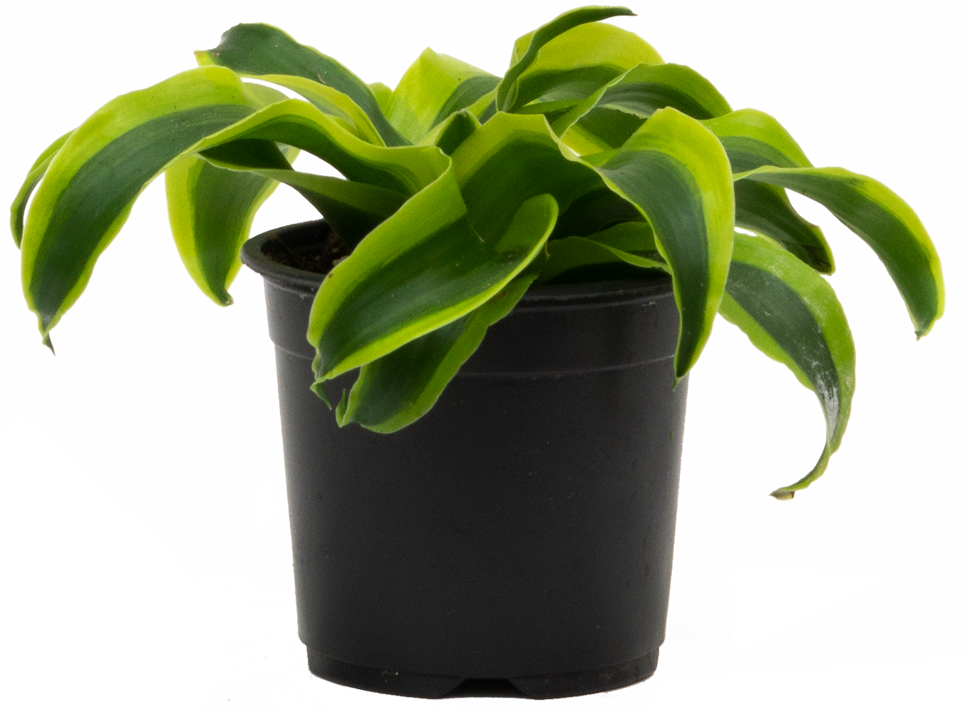 Dracaena Tornado (S)