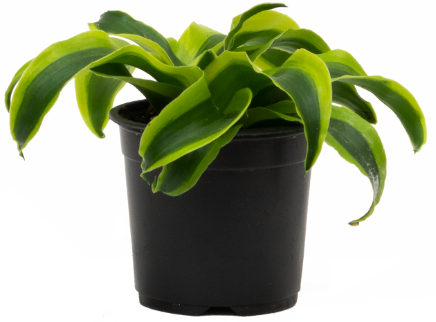 Dracaena Tornado | 4
