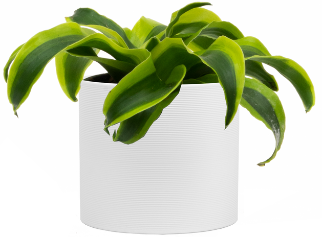 Dracaena – Plantsome