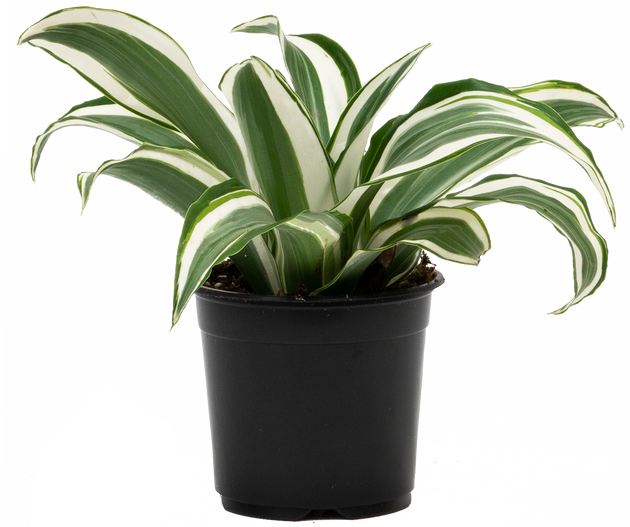 white jewel dracaena Dracaena White Jewel | 4" Pot | Easy Care Houseplant