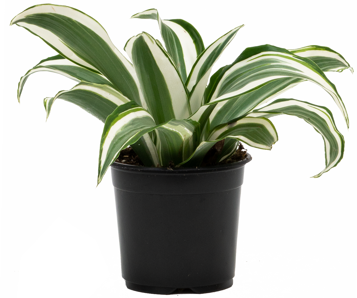 Dracaena White Jewel (S)