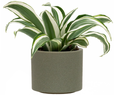 Dracaena White Jewel (S)