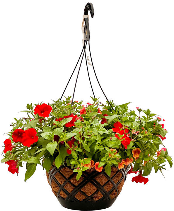 Firethunder | Red and Orange Flowering Coco Coir Hanging Basket (XL)