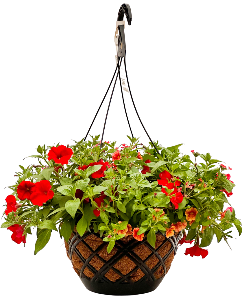 Firethunder | Red and Orange Flowering Coco Coir Hanging Basket | | Pet ...