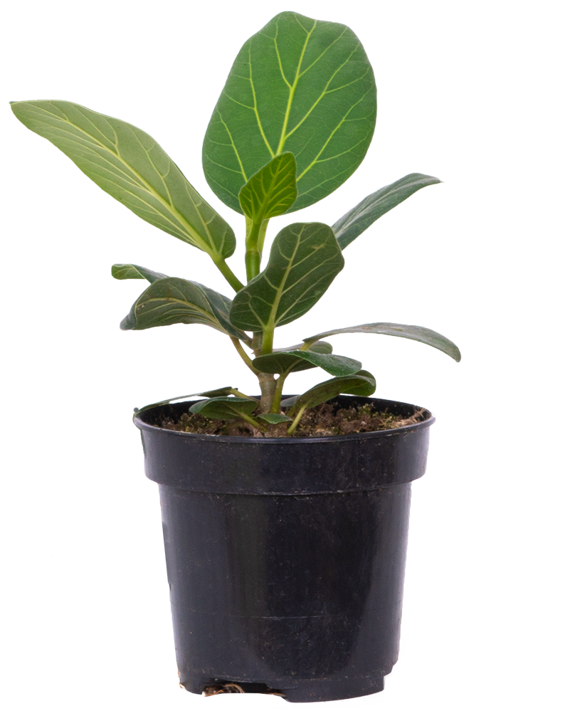 Ficus Benghalensis | Audrey (S)
