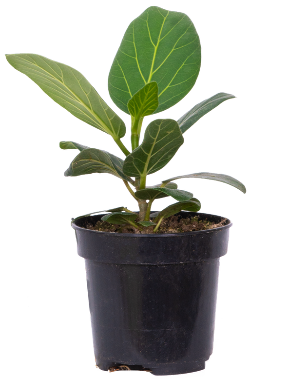 Ficus Benghalensis | Audrey | 4
