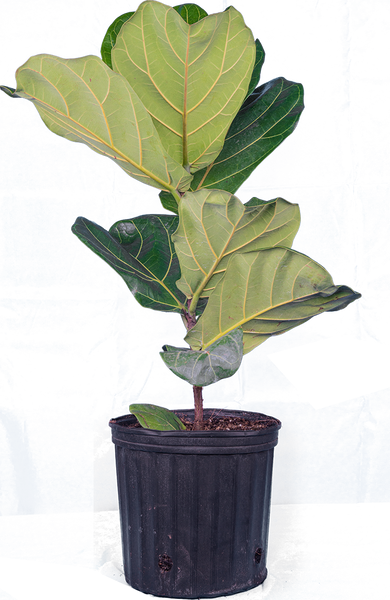 ENH413/ST254: Ficus lyrata: Fiddleleaf Fig