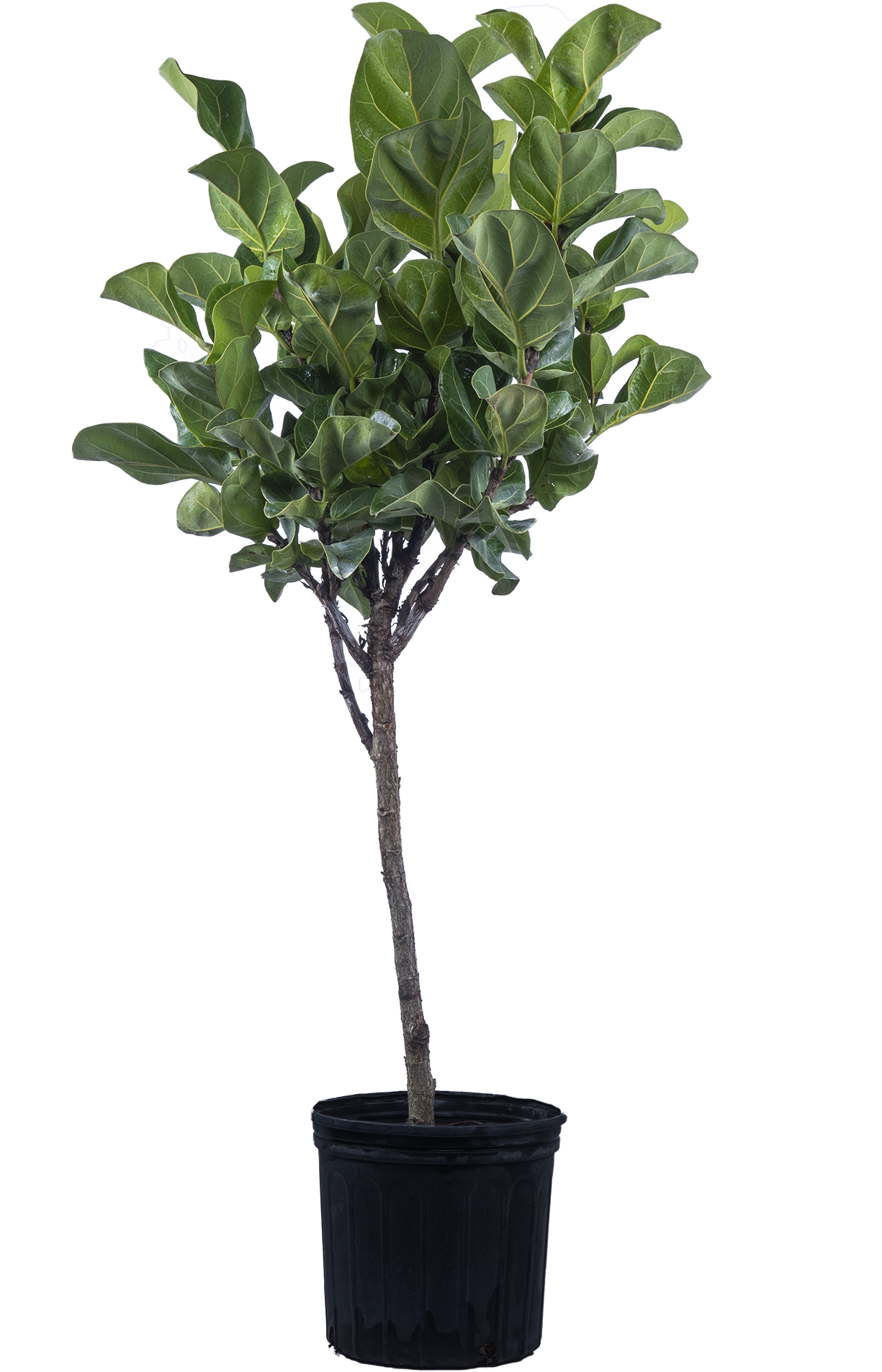 Ficus Lyrata Bambino Trunk (XL) | Fiddle Leaf Fig