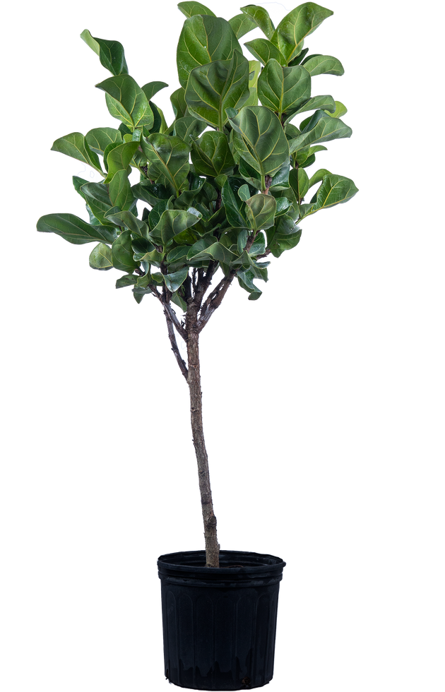 Ficus Lyrata Bambino Trunk (XL) | Fiddle Leaf Fig