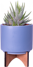 Haworthia | Zebra Cactus (S)