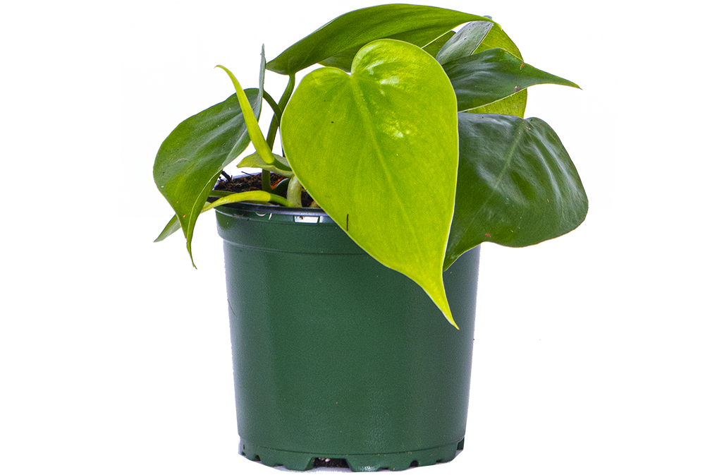 Philodendron Cordatum (S) | Green Heartleaf