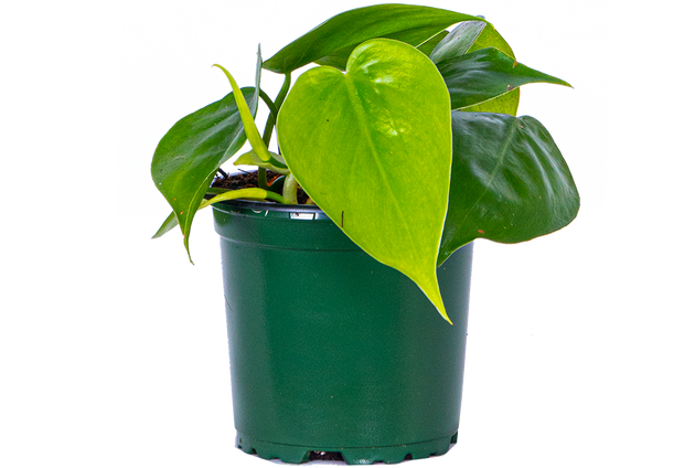 is philodendron cordatum rare Philodendron Cordatum | Green Heartleaf | 4" Pot | Easy Care Houseplant